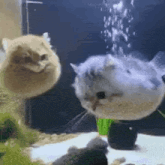 two cats are swimming in a fish tank .